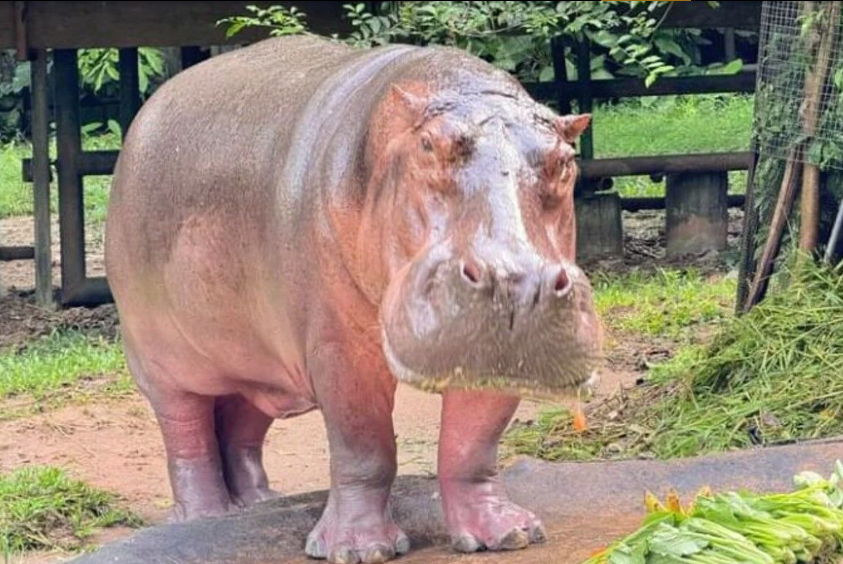 Kuda Nil Tertua di Thailand; Berusia 59 Tahun, Berat 1.500 Kg